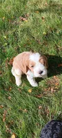 Bella, a female Cavapoo for sale in Canon City, CO – 2 of 5
