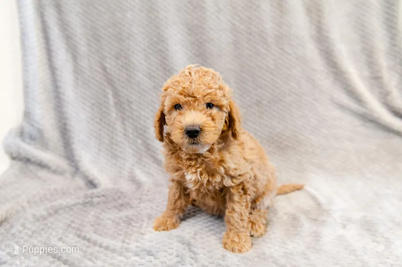 Happy - Mini Goldendoodle – Goldendoodle, Miniature Goldendoodle puppy for sale in Mesa, AZ