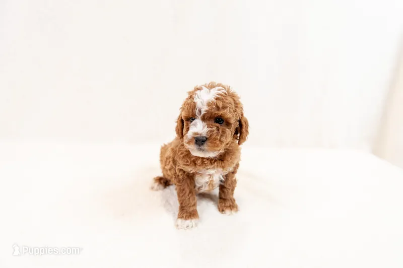 Scout - Mini Goldendoodle – Miniature Goldendoodle puppy for sale in Mesa, AZ