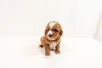 Scout - Mini Goldendoodle, a male Miniature Goldendoodle for sale in Mesa, AZ – 1 of 1