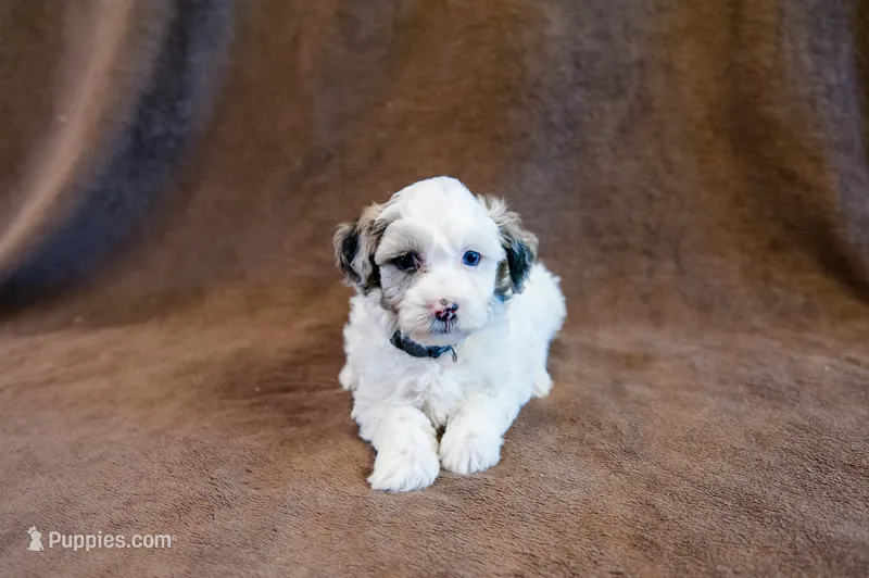 Gilbert - Mini Sheepadoodle – Sheepadoodle puppy for sale in Mesa, AZ