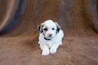 Gilbert - Mini Sheepadoodle, a male Sheepadoodle for sale in Mesa, AZ – 1 of 3