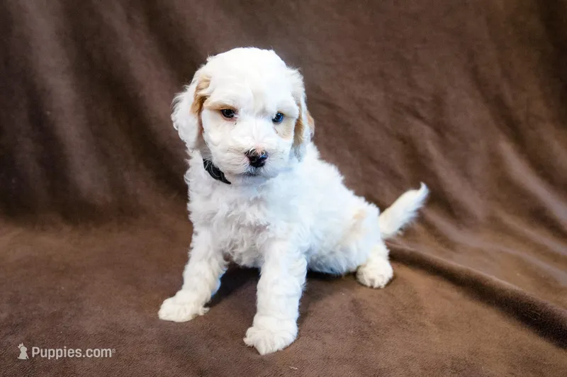 Dustin - Mini Goldendoodle – Miniature Goldendoodle puppy for sale in Mesa, AZ