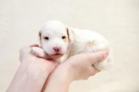 Dustin - Mini Goldendoodle, a male Miniature Goldendoodle for sale in Mesa, AZ – Photo 2 of 3