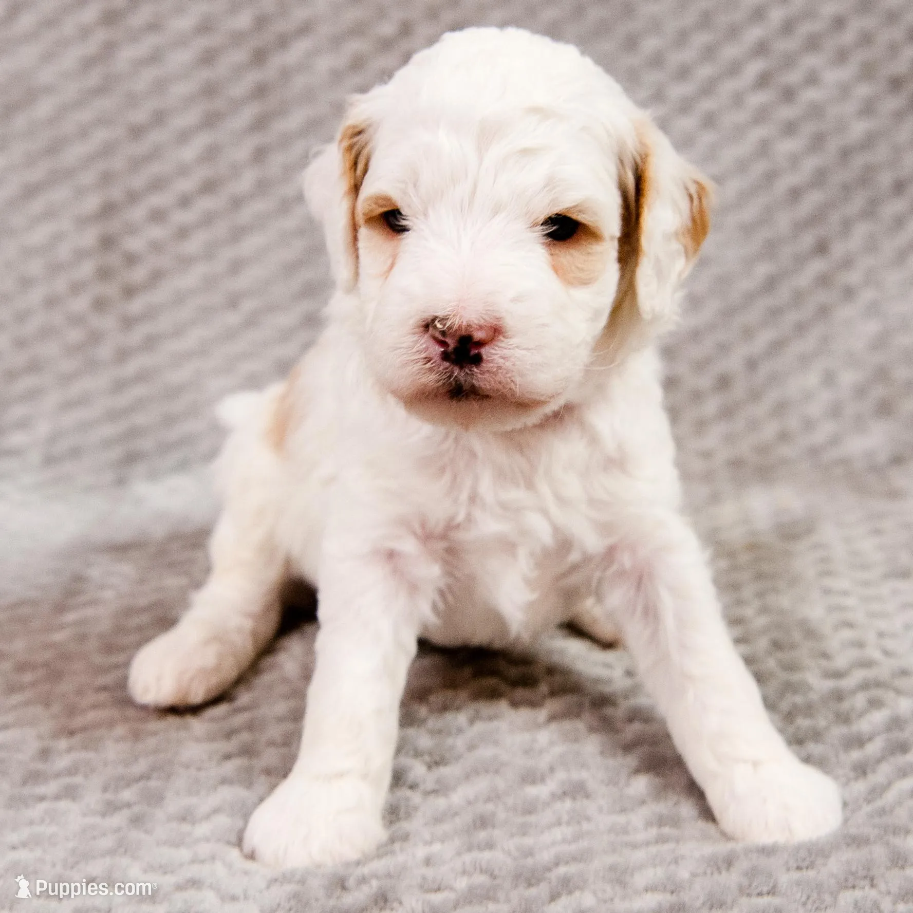 Dustin - Mini Goldendoodle, a male Miniature Goldendoodle for sale in Mesa, AZ – Photo 1 of 3