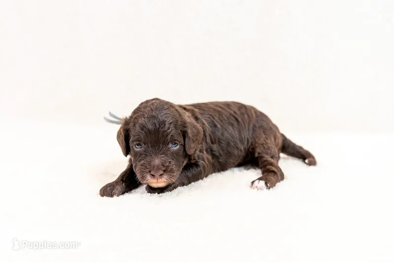Heath - Mini Goldendoodle – Miniature Goldendoodle puppy for sale in Mesa, AZ