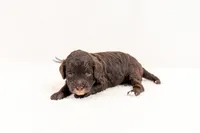 Heath - Mini Goldendoodle, a male Miniature Goldendoodle for sale in Mesa, AZ – 1 of 1