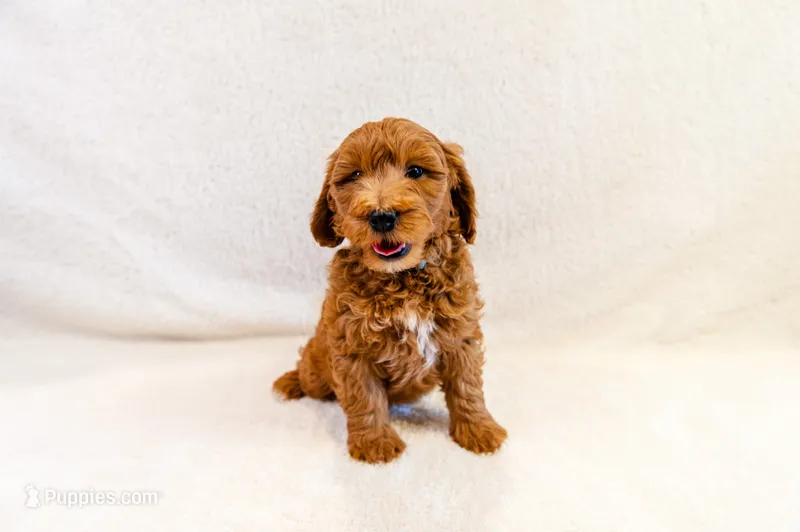 Mr. Mango Chill - Mini Goldendoodle – Miniature Goldendoodle puppy for sale in Mesa, AZ