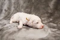 Boo - Goldendoodle, a female Goldendoodle and English Goldendoodle for sale in Mesa, AZ – Photo 6 of 7