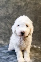 Boo - Goldendoodle, a female Goldendoodle and English Goldendoodle for sale in Mesa, AZ – Photo 2 of 7