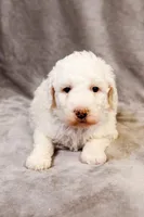Boo - Goldendoodle, a female Goldendoodle and English Goldendoodle for sale in Mesa, AZ – Photo 4 of 7