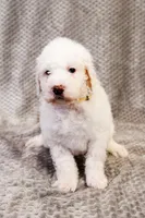 Boo - Goldendoodle, a female Goldendoodle and English Goldendoodle for sale in Mesa, AZ – Photo 3 of 7
