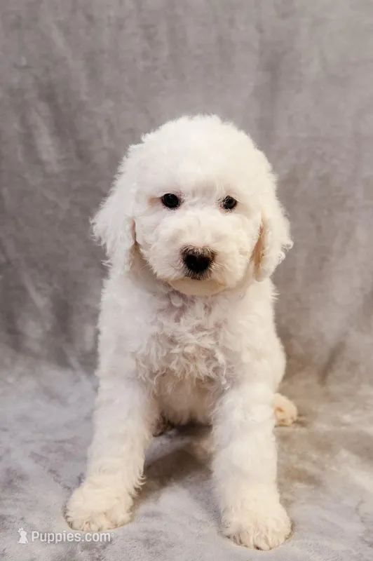 Boo - Goldendoodle, a female Goldendoodle and English Goldendoodle for sale in Mesa, AZ – Photo 1 of 7