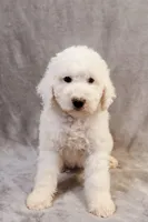 Boo - Goldendoodle, a female Goldendoodle and English Goldendoodle for sale in Mesa, AZ – Photo 1 of 7