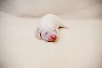 Boo - Goldendoodle, a female Goldendoodle and English Goldendoodle for sale in Mesa, AZ – Photo 7 of 7