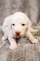 Boo - Goldendoodle, a female Goldendoodle and English Goldendoodle for sale in Mesa, AZ – Photo 5 of 7