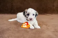 Gilbert - Mini Sheepadoodle, a male Sheepadoodle for sale in Mesa, AZ – 2 of 3