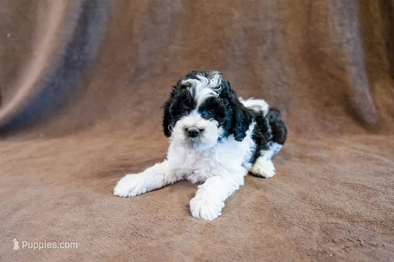 Diana - Mini Sheepadoodle – Sheepadoodle puppy for sale in Mesa, AZ