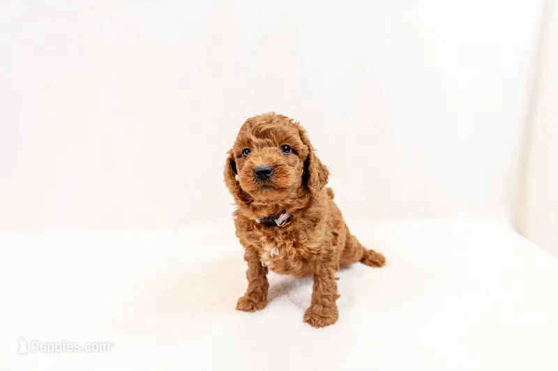 Rosie - Mini Goldendoodle  – Miniature Goldendoodle puppy for sale in Mesa, AZ