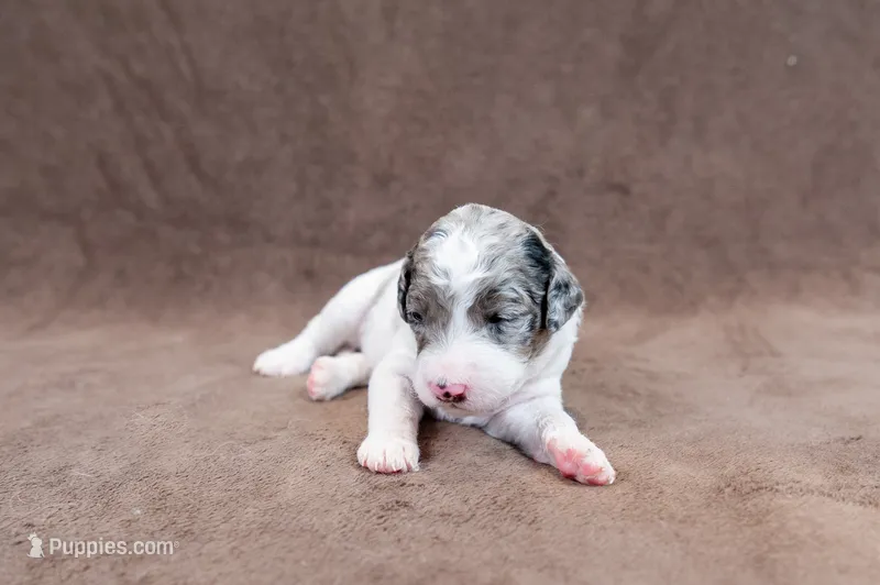 Cherry - Standard Goldendoodle – Goldendoodle puppy for sale in Mesa, AZ