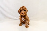 Coconut Beach Boy - Mini Goldendoodle, a male Miniature Goldendoodle for sale in Mesa, AZ – 1 of 2