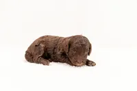 Kiss - Mini Goldendoodle, a female Miniature Goldendoodle for sale in Mesa, AZ – 1 of 1