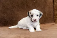 Gilbert - Mini Sheepadoodle, a male Sheepadoodle for sale in Mesa, AZ – 3 of 3