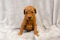 Arrow - Mini Goldendoodle, a male Goldendoodle and Miniature Goldendoodle for sale in Mesa, AZ – Photo 2 of 5