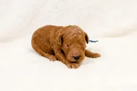 Arrow - Mini Goldendoodle, a male Goldendoodle and Miniature Goldendoodle for sale in Mesa, AZ – Photo 4 of 5
