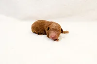 Arrow - Mini Goldendoodle, a male Goldendoodle and Miniature Goldendoodle for sale in Mesa, AZ – Photo 5 of 5