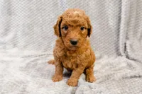 Faith - Mini goldendoodle, a female Goldendoodle and Miniature Goldendoodle for sale in Mesa, AZ – Photo 2 of 5