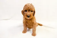Faith - Mini goldendoodle, a female Goldendoodle and Miniature Goldendoodle for sale in Mesa, AZ – Photo 1 of 5