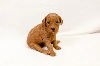 Faith - Mini goldendoodle, a female Goldendoodle and Miniature Goldendoodle for sale in Mesa, AZ – Photo 3 of 5