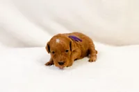 Faith - Mini goldendoodle, a female Goldendoodle and Miniature Goldendoodle for sale in Mesa, AZ – Photo 5 of 5