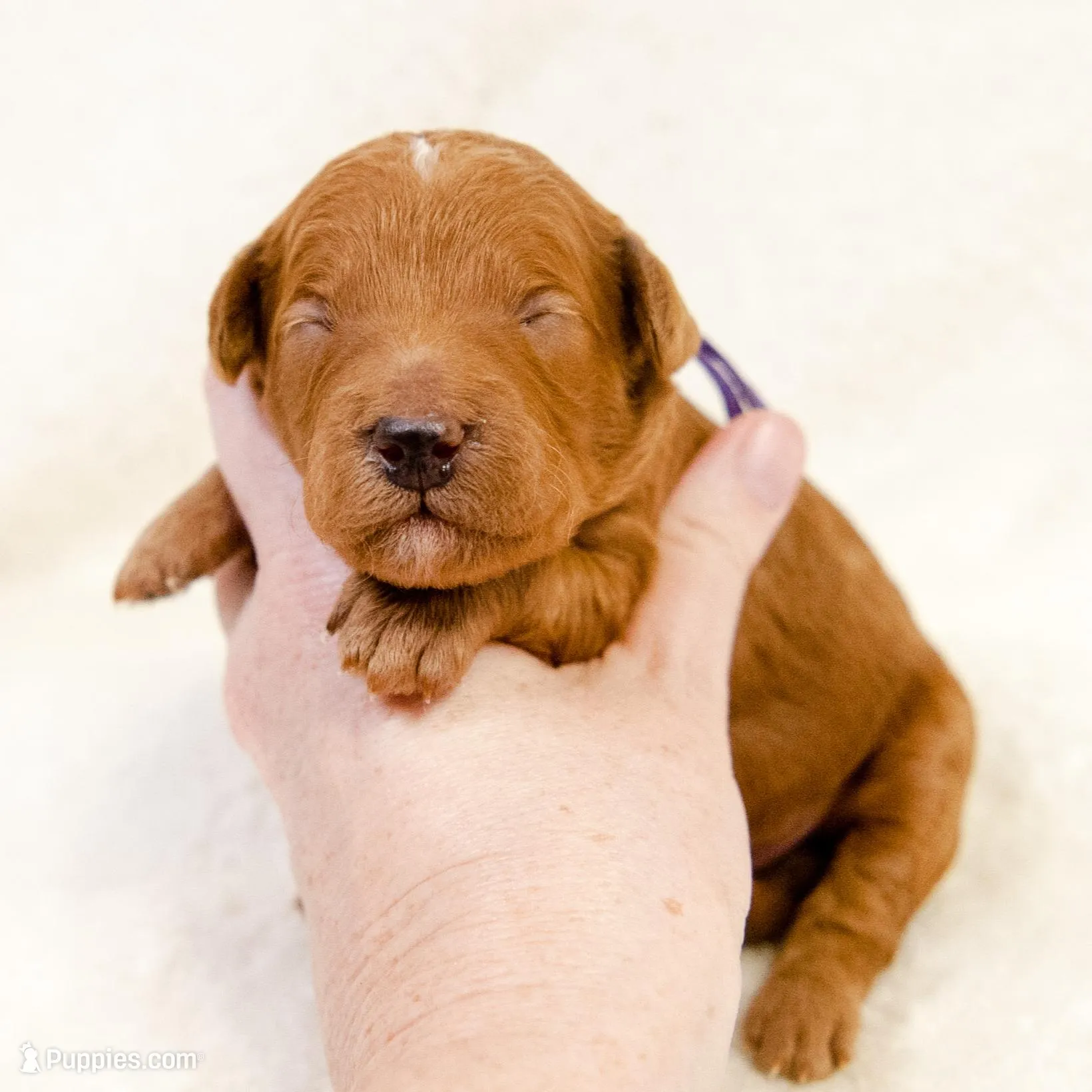 Faith - Mini goldendoodle, a female Goldendoodle and Miniature Goldendoodle for sale in Mesa, AZ – Photo 4 of 5