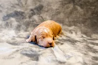 Maxine - Mini Goldendoodle, a female Miniature Goldendoodle for sale in Mesa, AZ – Photo 3 of 3