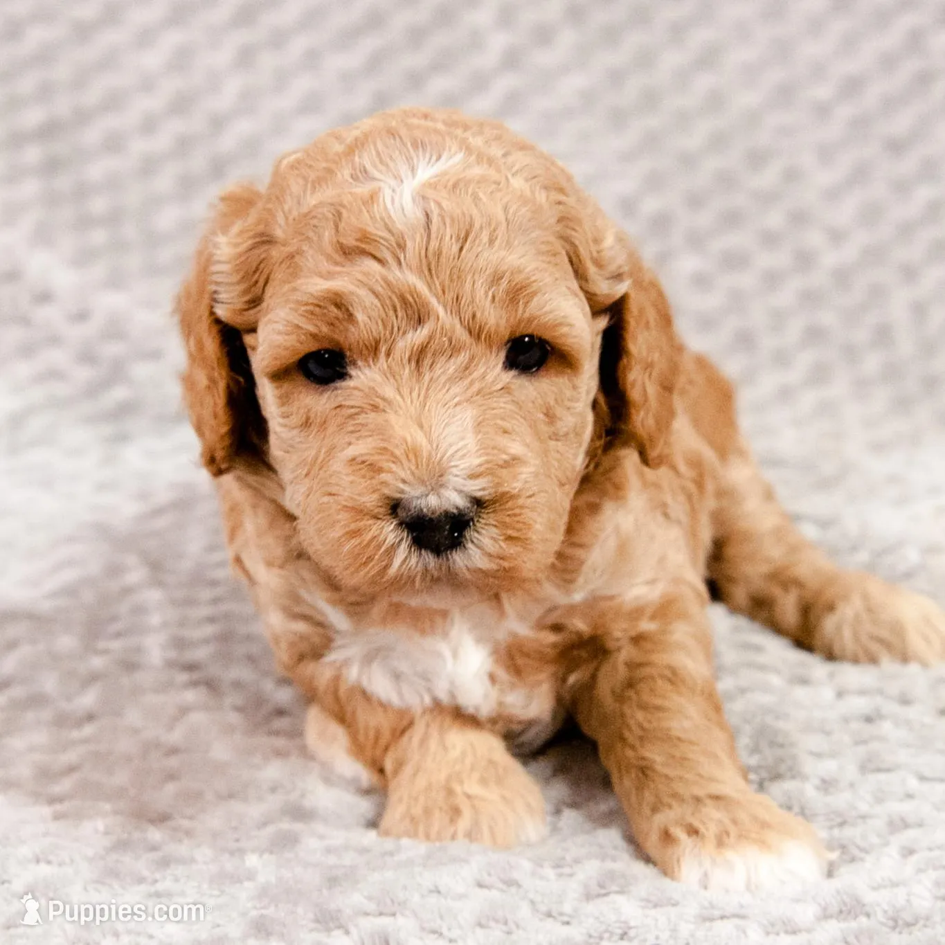 Maxine - Mini Goldendoodle, a female Miniature Goldendoodle for sale in Mesa, AZ – Photo 1 of 3