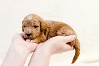 Maxine - Mini Goldendoodle, a female Miniature Goldendoodle for sale in Mesa, AZ – Photo 2 of 3