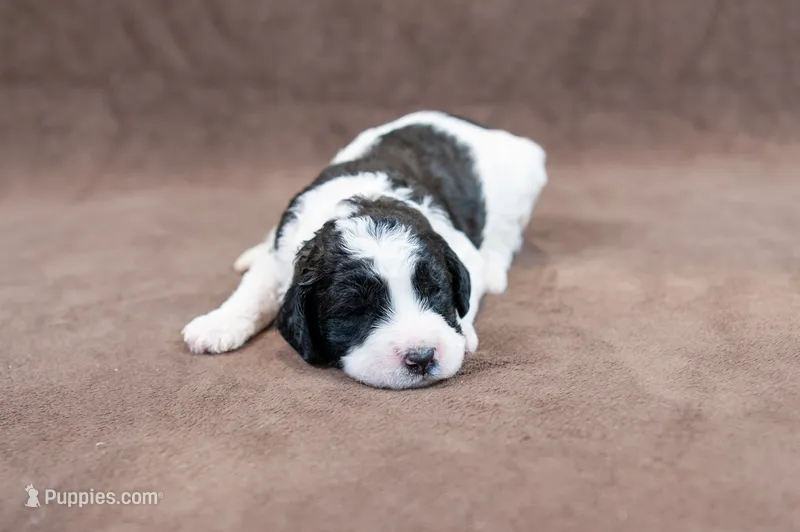 Chunky - Standard Goldendoodle – Goldendoodle puppy for sale in Mesa, AZ