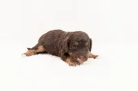 Reese - Mini Goldendoodle, a male Miniature Goldendoodle for sale in Mesa, AZ – 1 of 1