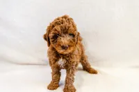 Coconut Beach Boy - Mini Goldendoodle, a male Miniature Goldendoodle for sale in Mesa, AZ – 2 of 2