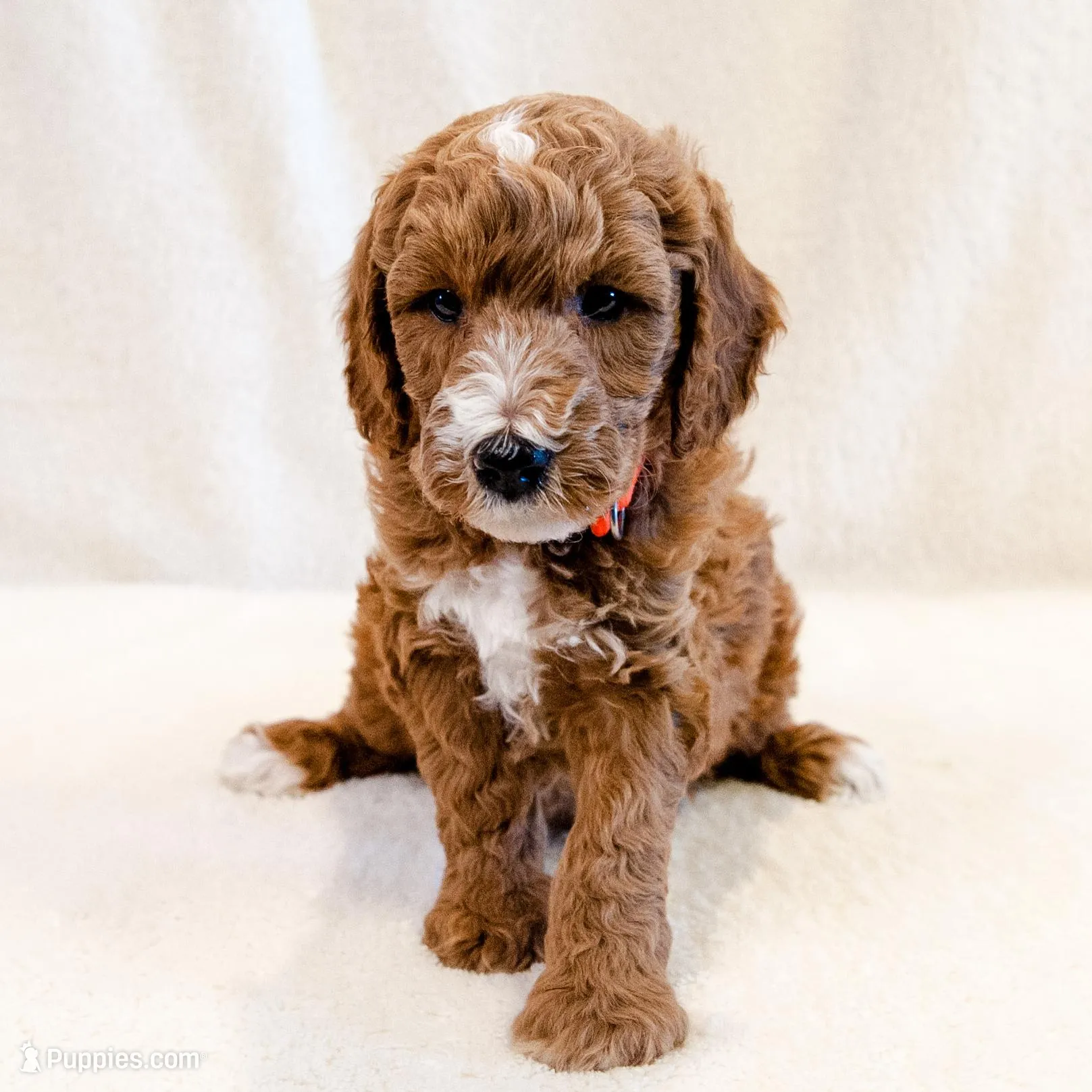 Steve - Mini Goldendoodle – Miniature Goldendoodle puppy for sale in Mesa, AZ