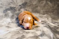 Steve - Mini Goldendoodle, a male Miniature Goldendoodle for sale in Mesa, AZ – Photo 3 of 3