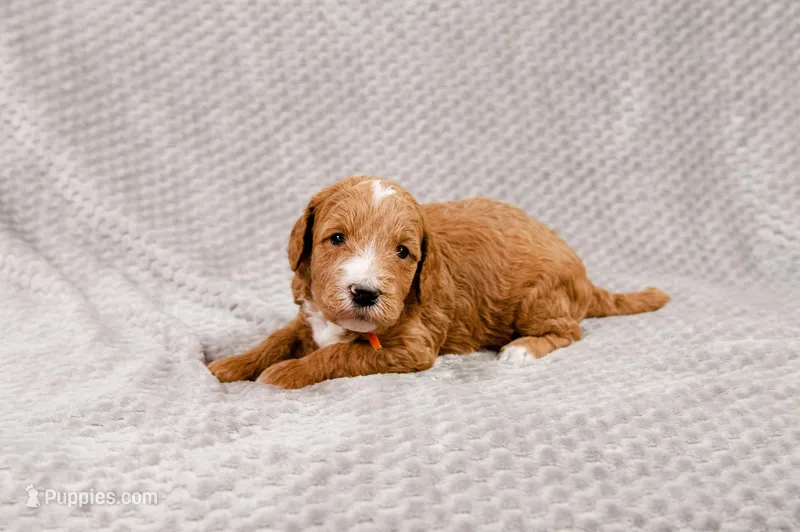 Steve - Mini Goldendoodle, a male Miniature Goldendoodle for sale in Mesa, AZ – Photo 1 of 3