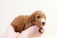 Steve - Mini Goldendoodle, a male Miniature Goldendoodle for sale in Mesa, AZ – Photo 2 of 3