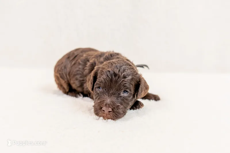 Hershey - Mini Goldendoodle – Miniature Goldendoodle puppy for sale in Mesa, AZ