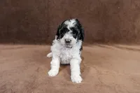 Diana - Mini Sheepadoodle, a female Sheepadoodle for sale in Mesa, AZ – 3 of 3