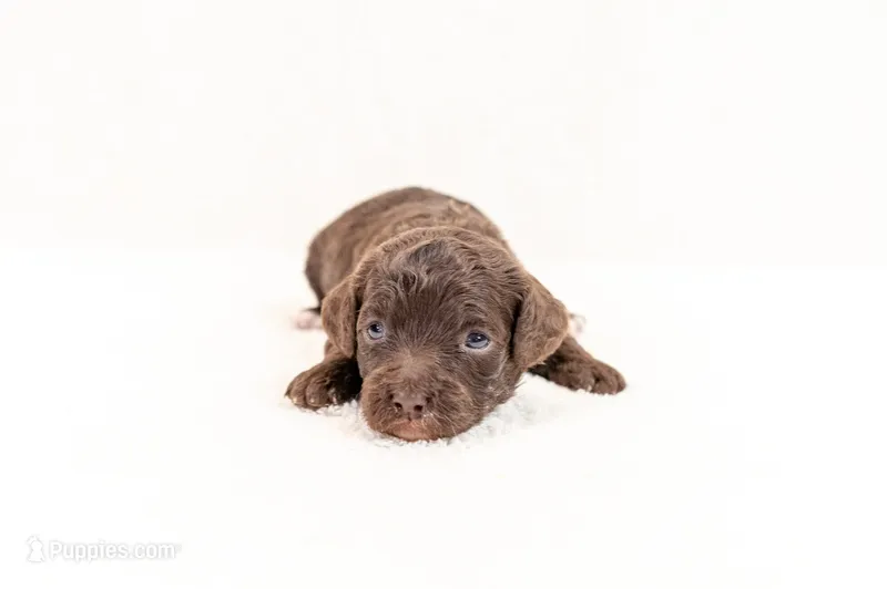 Symphony - Mini Goldendoodle – Miniature Goldendoodle puppy for sale in Mesa, AZ