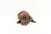 Symphony - Mini Goldendoodle, a female Miniature Goldendoodle for sale in Mesa, AZ – 1 of 1