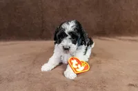 Diana - Mini Sheepadoodle, a female Sheepadoodle for sale in Mesa, AZ – 2 of 3